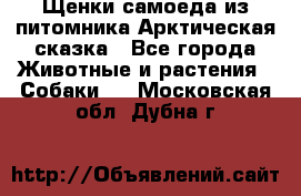 Щенки самоеда из питомника Арктическая сказка - Все города Животные и растения » Собаки   . Московская обл.,Дубна г.